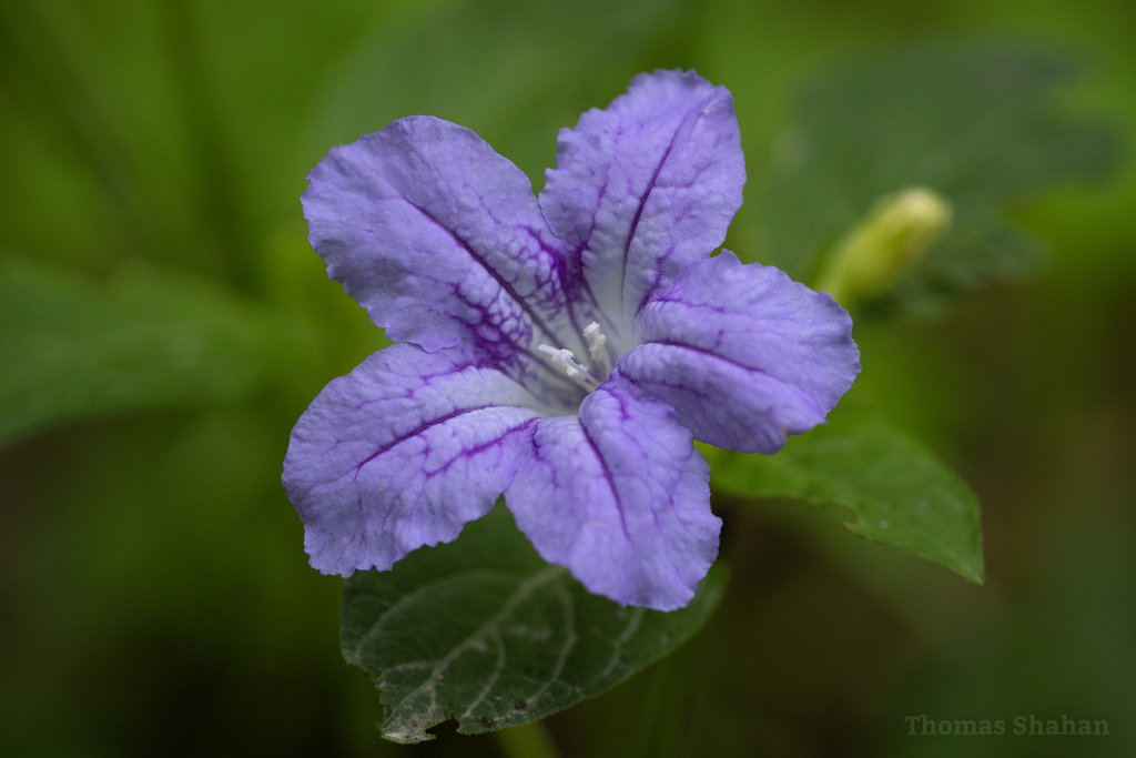 Ruellias