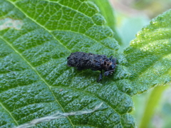 Octotoma scabripennis