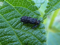 Octotoma scabripennis