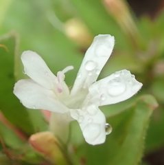 Dyschoriste burchellii