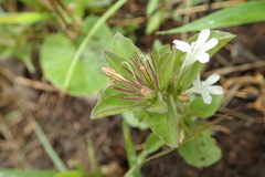 Dyschoriste burchellii