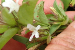 Dyschoriste burchellii