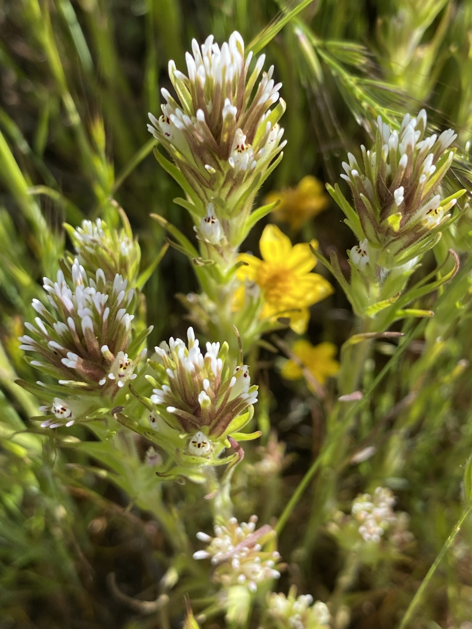 Castilleja attenuata