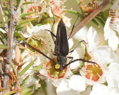Distichocera macleayi