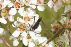 Distichocera macleayi