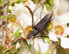 Distichocera macleayi