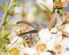 Distichocera macleayi