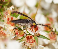 Distichocera macleayi