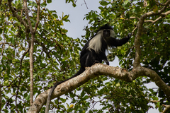 Colobus angolensis