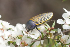 Stigmodera macularia