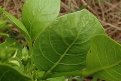 Vangueria venosa