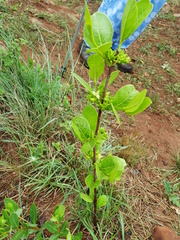Vangueria venosa