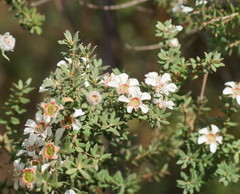 Leptospermum lanigerum