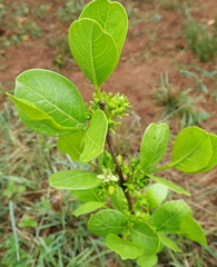 Vangueria venosa