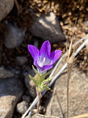 Githopsis pulchella ssp. campestris