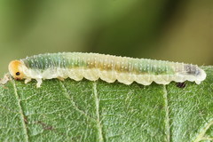 Nematinus fuscipennis