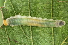 Nematinus fuscipennis