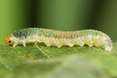 Nematinus fuscipennis