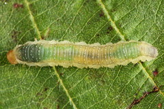 Nematinus fuscipennis