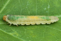 Nematinus fuscipennis