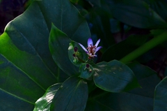 Tricyrtis