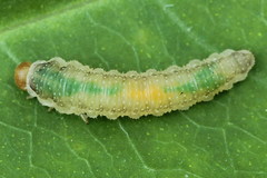 Nematinus fuscipennis