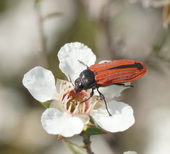 Castiarina erythroptera