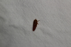 Eoscarta punctata