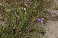 Patersonia occidentalis occidentalis