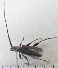 Paramombasius pubicollis