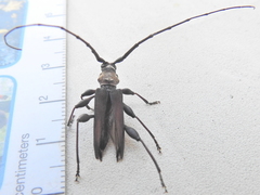 Paramombasius pubicollis