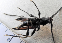 Paramombasius pubicollis