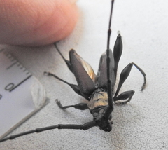 Paramombasius pubicollis