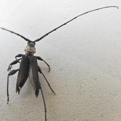 Paramombasius pubicollis