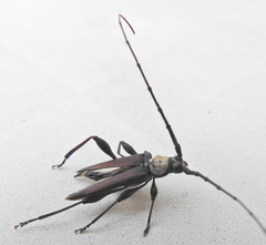 Paramombasius pubicollis