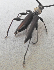 Paramombasius pubicollis