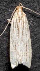 Helcystogramma hystricella