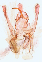 Helcystogramma hystricella