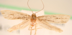 Helcystogramma hystricella