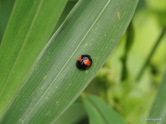 Coelophora biplagiata
