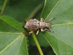 Episomus chinensis