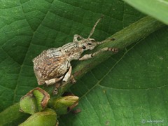 Episomus chinensis