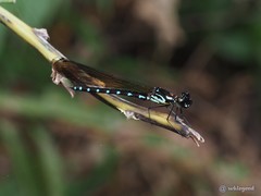 Heliocypha perforata