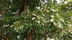 Ficus caulocarpa