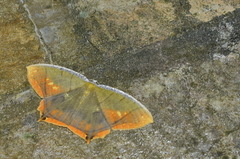 Thinopteryx nebulosa