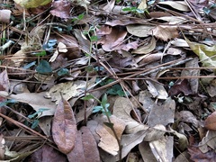 Triphora trianthophoros