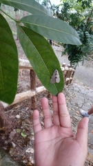 Spilarctia postrubida