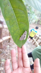 Spilarctia postrubida