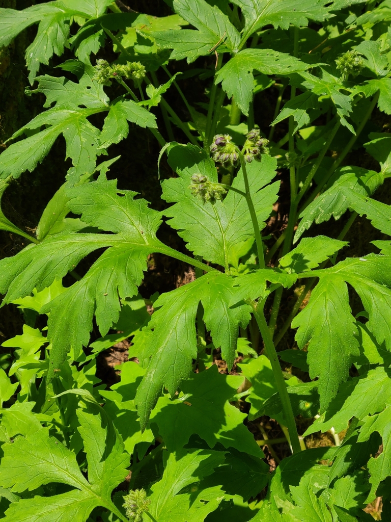 Pacific Waterleaf from Olympic National Park Visitor Center on May 17 ...