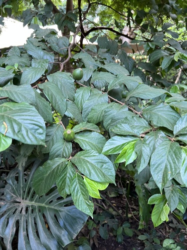 Foto de Desconhecido